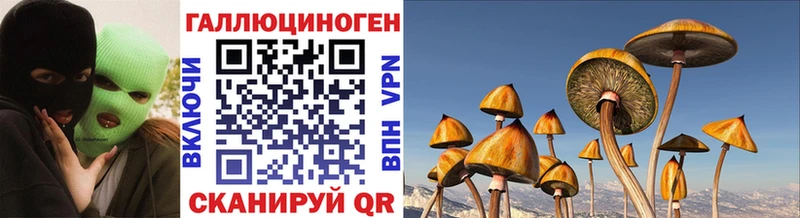 цена   Оха  Галлюциногенные грибы Psilocybe 